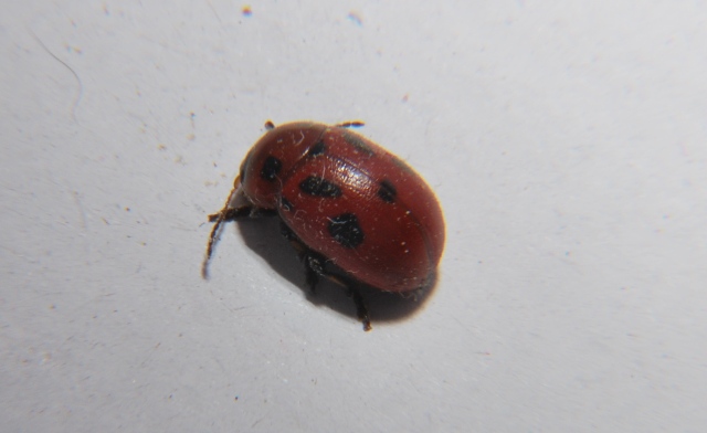 Gonioctena cfr fornicata (Chrysomelidae)